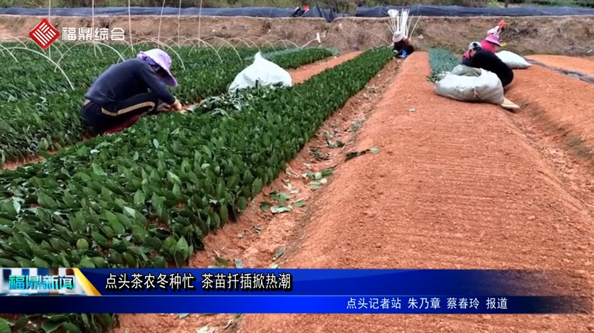 點頭茶農冬種忙 茶苗扦插掀熱潮