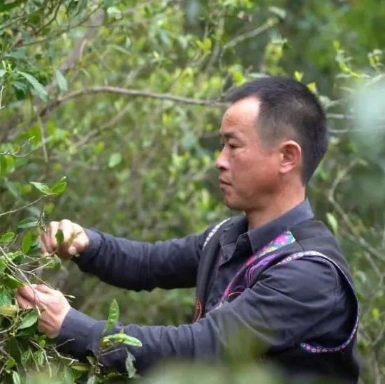 小茶葉成就草根逆襲，更托起山村脫貧致富夢
