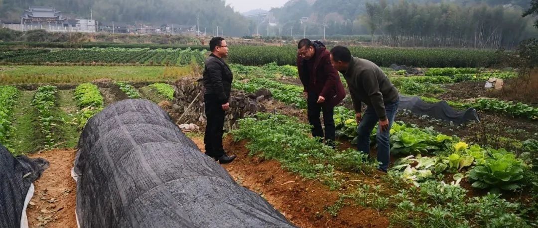 跨年寒潮來臨！福鼎農業生產這樣防→