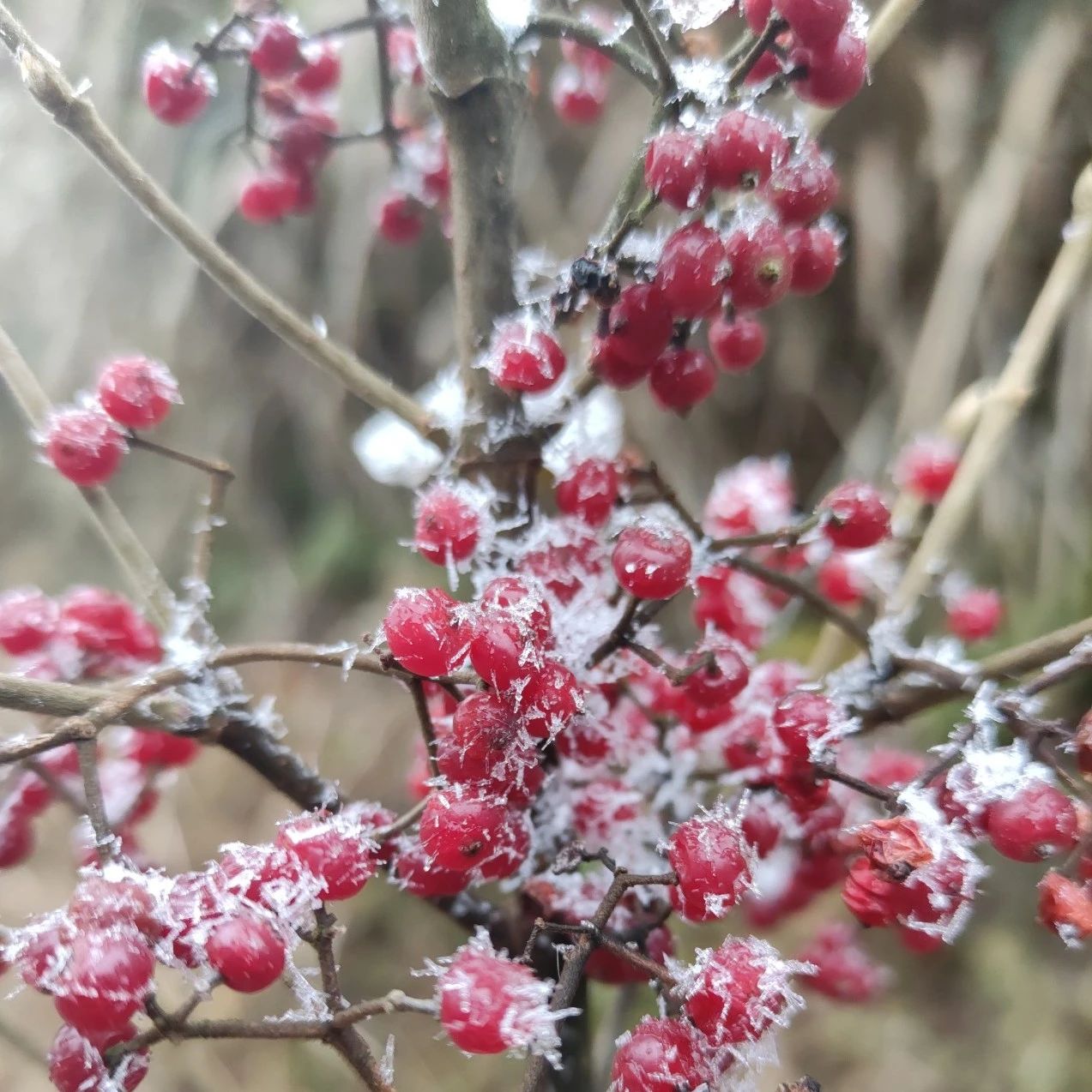 在？福鼎終于下雪！進來看雪~