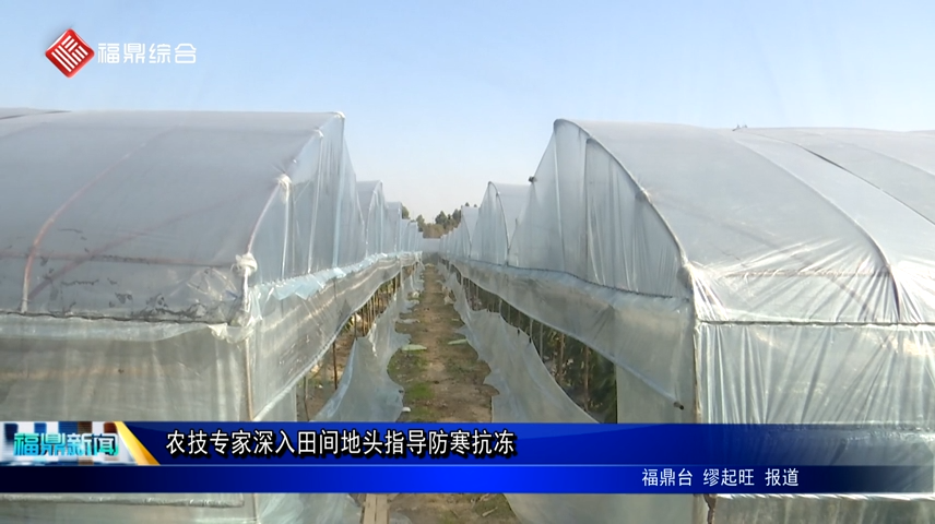 農技專家深入田間地頭指導防寒抗凍