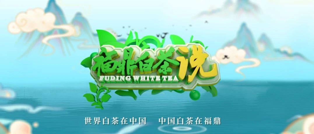 重磅！全新茶業類訪談資訊節目《福鼎白茶說》今晚亮相！