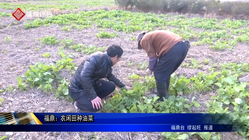 福鼎：農閑田種油菜