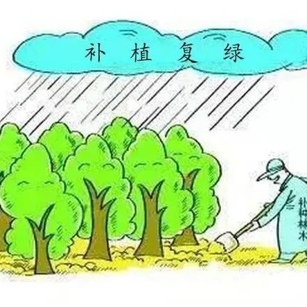 盜伐他人林木補貼家用，福鼎一農婦被處罰