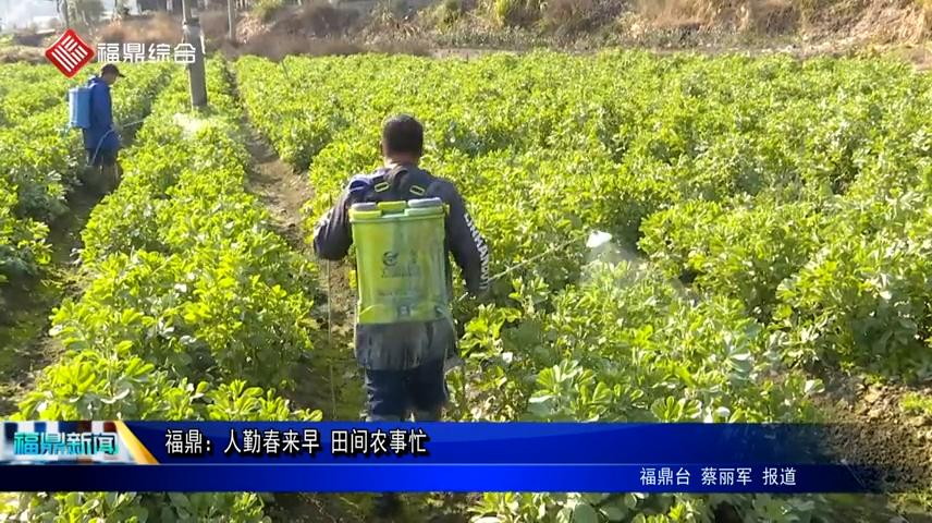 福鼎：人勤春來早 田間農事忙