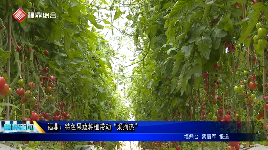 福鼎：特色果蔬種植帶動“采摘熱”
