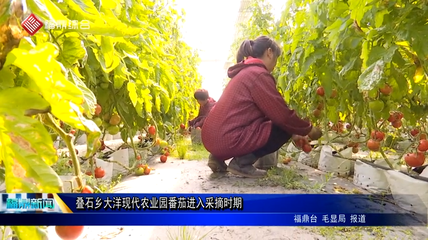 疊石鄉大洋現代農業園番茄進入采摘時期