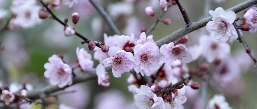 嗨，福鼎早春的花開了~好花賞起來