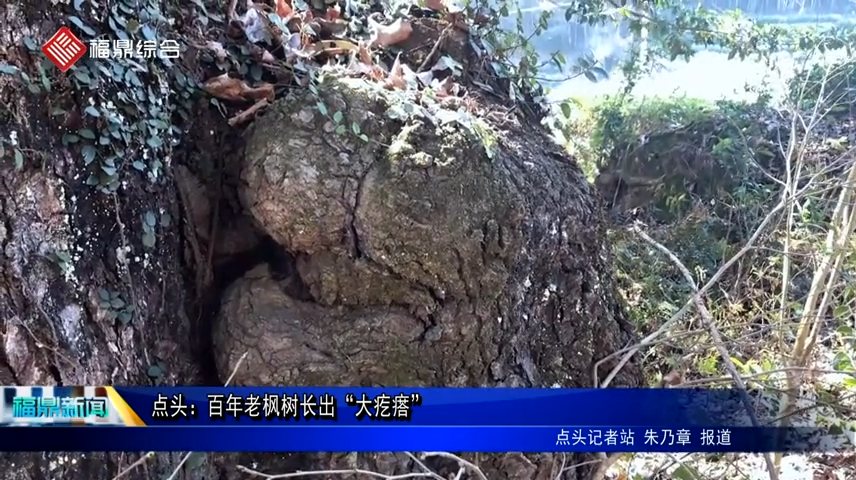 點頭：百年老楓樹長出“大疙瘩”