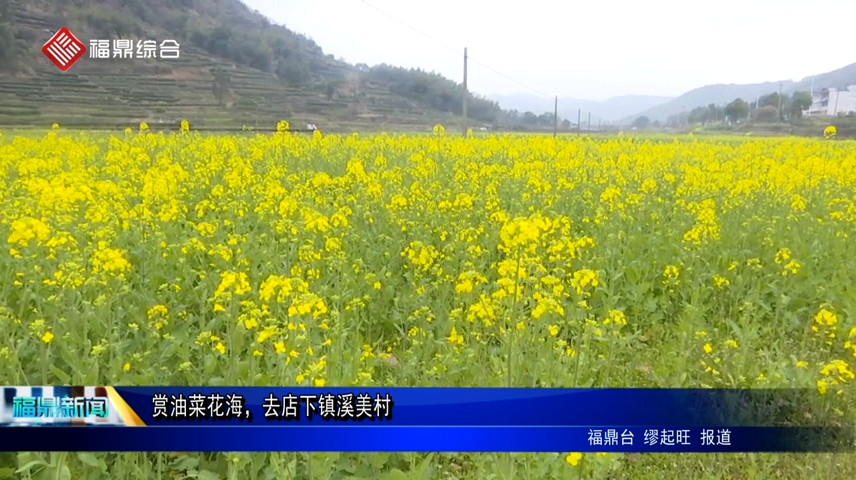 賞油菜花海，去店下鎮溪美村