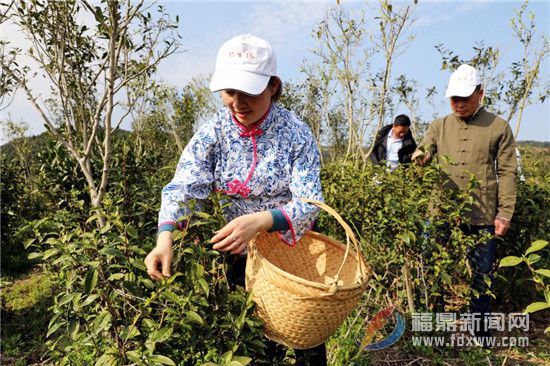 茶鄉點頭春茶開園采摘 茶農采摘新年第一茬香茗