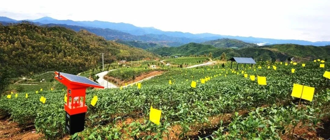 綠色防控，溯源管理！福鼎打造從茶園到茶壺“質量安全鏈”