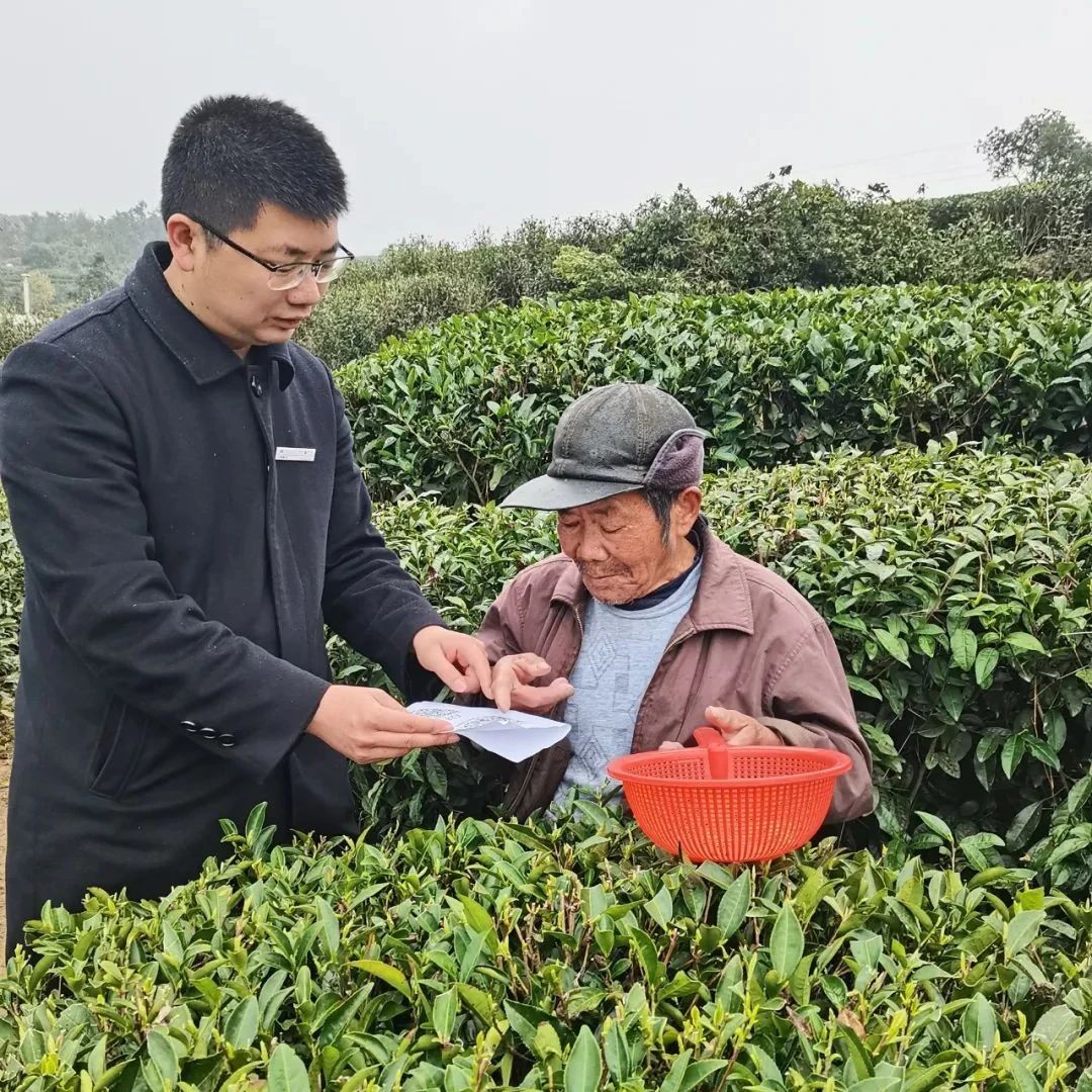 再學習再調研再落實丨暖心助農！225張臨時茶園信息卡一氣呵成