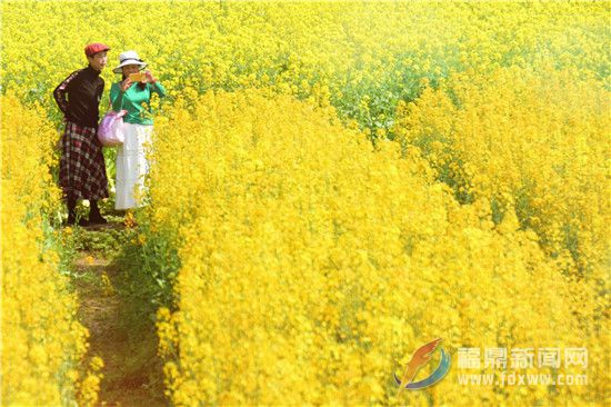前岐鎮照瀾村美麗鄉村建設在進行