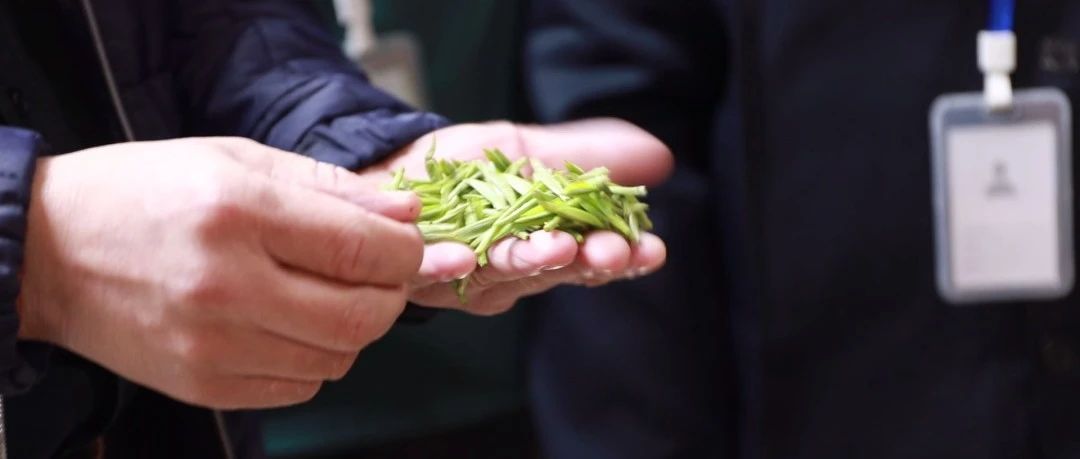 福鼎白茶大數據溯源平臺正式運行數日，聽聽茶農茶企都是怎么說？
