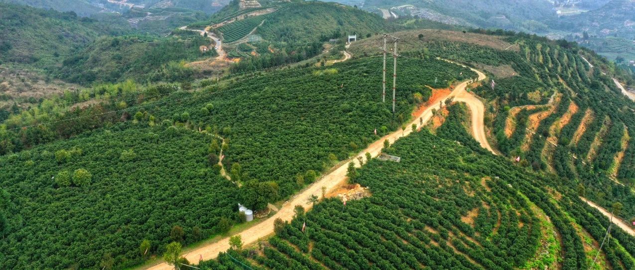全民采茶！交易火熱！有福鼎白茶的春天很完美~