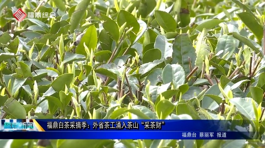 福鼎白茶采摘季：外省茶工涌入茶山“采茶財”