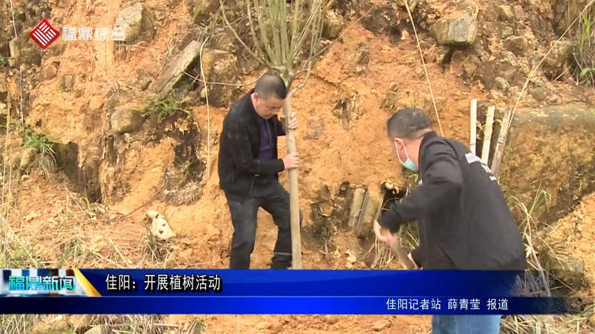 佳陽：開展植樹活動