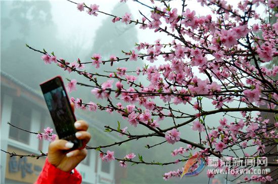 太姥山：賞花、觀景、品茶，茶旅結合走“花路”