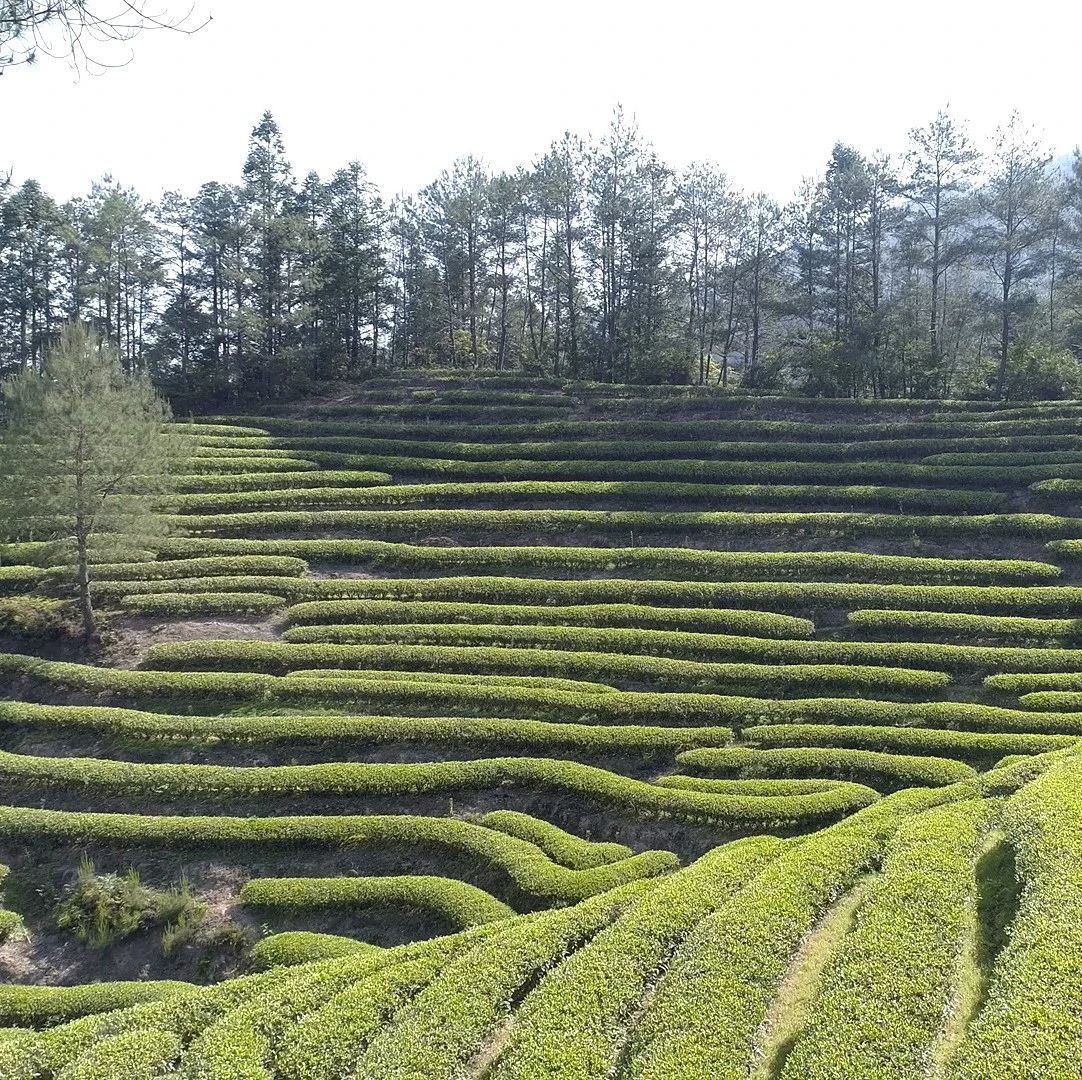 在武夷山，有個叫“燕子窠”的地方