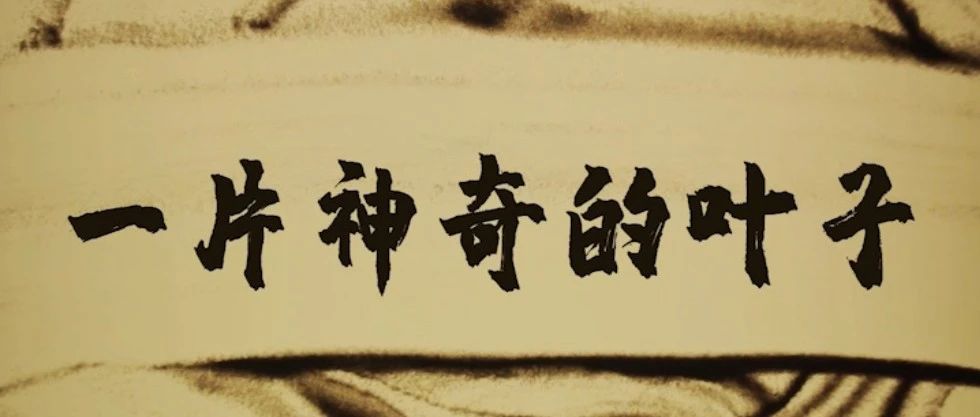 看！一片神奇的葉子