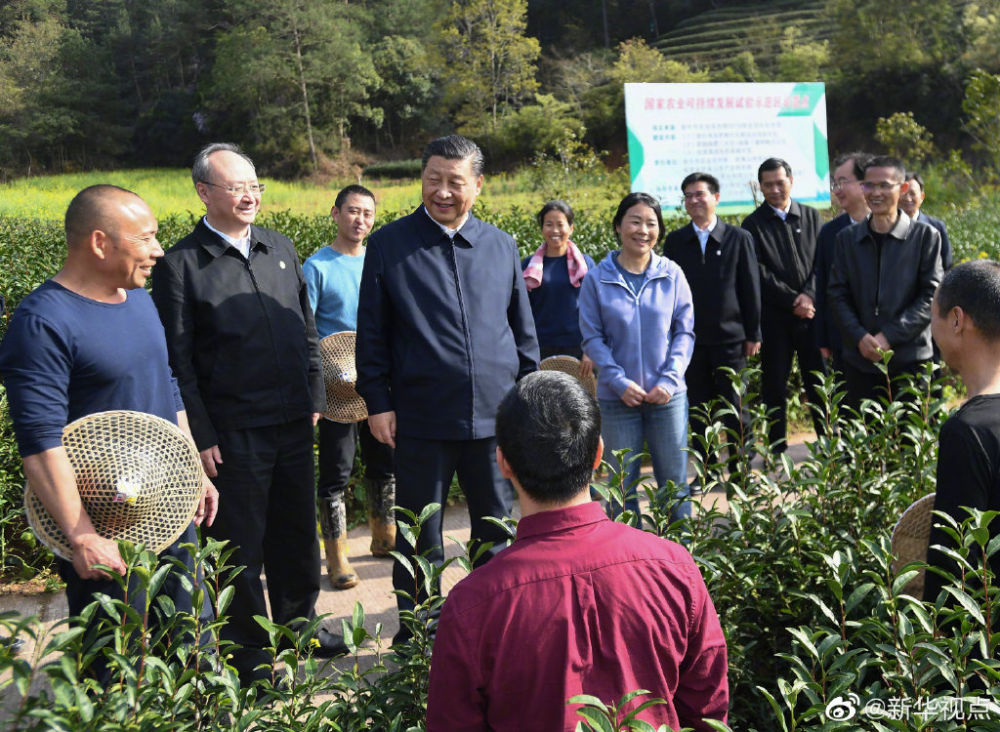 習近平與福建的“茶之緣”