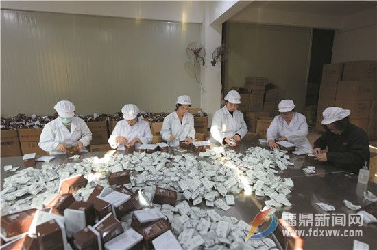 福鼎白茶賦能筑就綠色產業