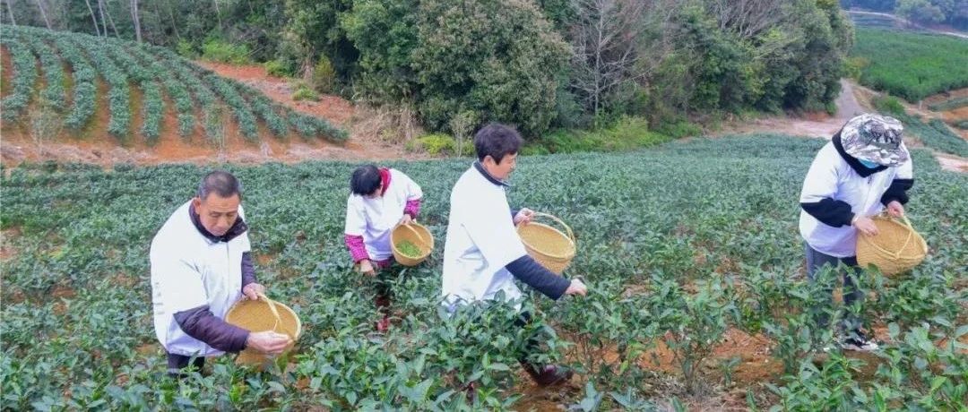 “荒山”變“金山”，這兒的土地“活”了起來……