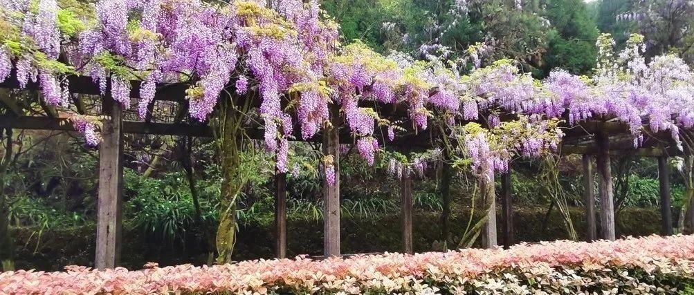太姥山紫藤花又開了~花期不等人，快來打卡！
