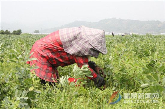 太姥山鎮千畝蠶豆進入采摘季