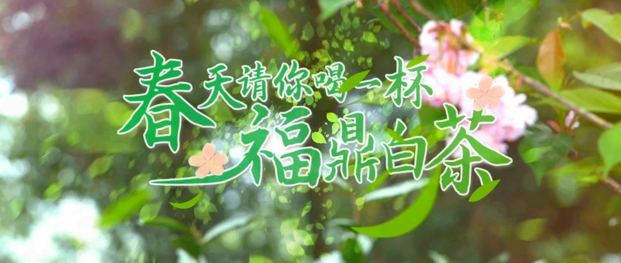 【視野】春天，請你喝一杯福鼎白茶