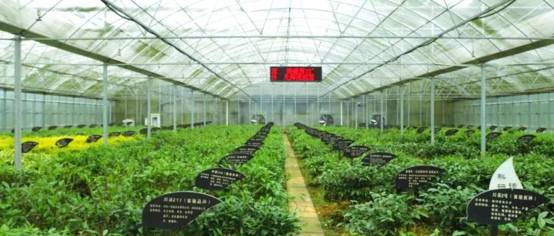現代茶產業如何做強做大？福鼎赴雅安考察取經