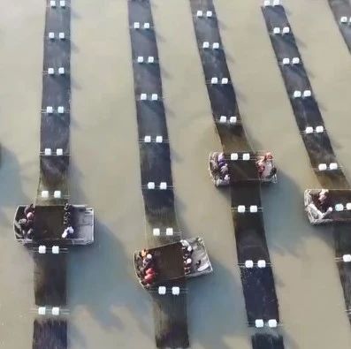 福鼎又上央視啦！這次跟海產經濟有關