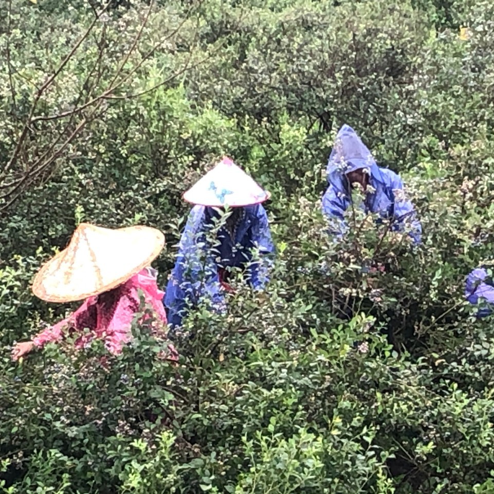 強降雨致農作物受損，福鼎農業部門來支招