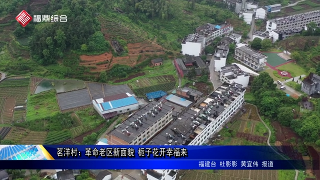 茗洋村：革命老區新面貌 梔子花開幸福來