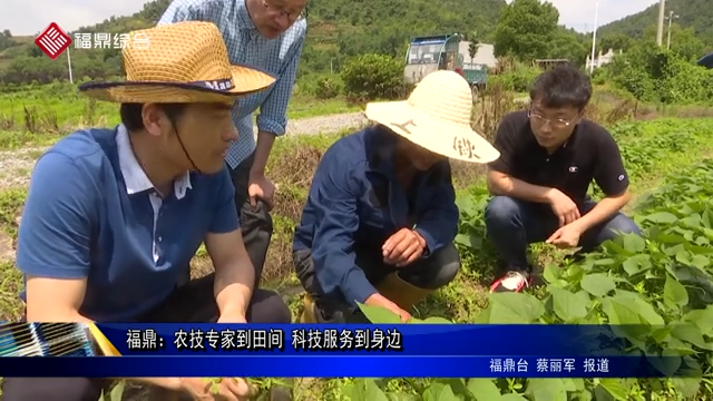 福鼎：農技專家到田間   科技服務到身邊