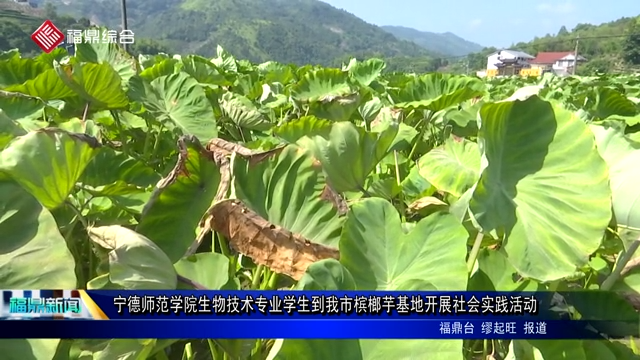 寧德師范學院生物技術專業學生到我市檳榔芋基地開展社會實踐活動