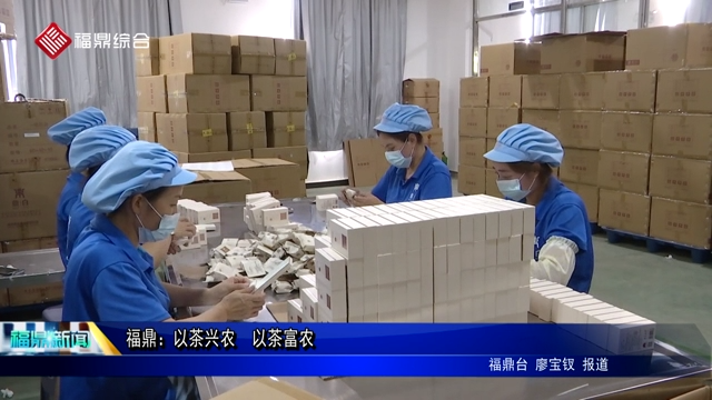 福鼎：以茶興農  以茶富農