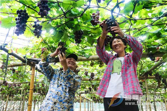 葡萄喜豐收 果農笑開顏