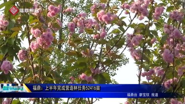 福鼎：上半年完成營造林任務52416畝