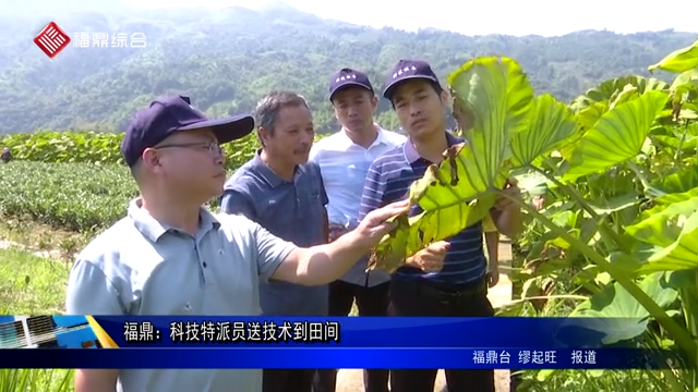 福鼎：科技特派員送技術到田間