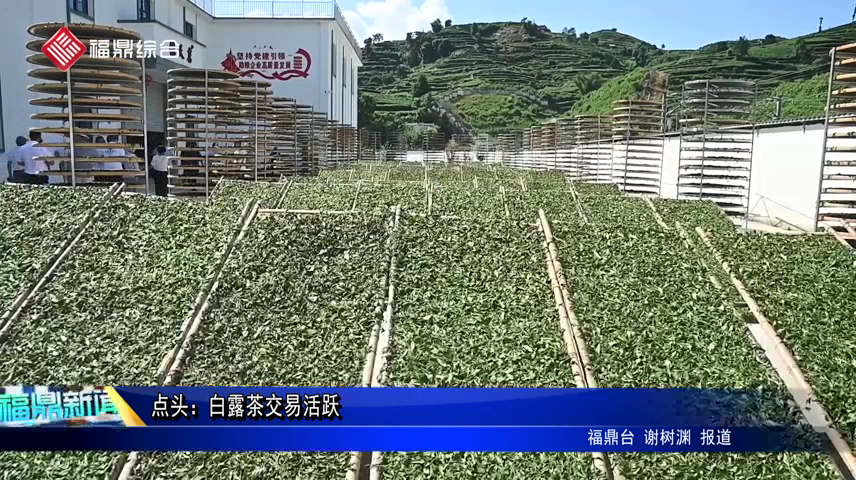 點頭：白露茶交易活躍