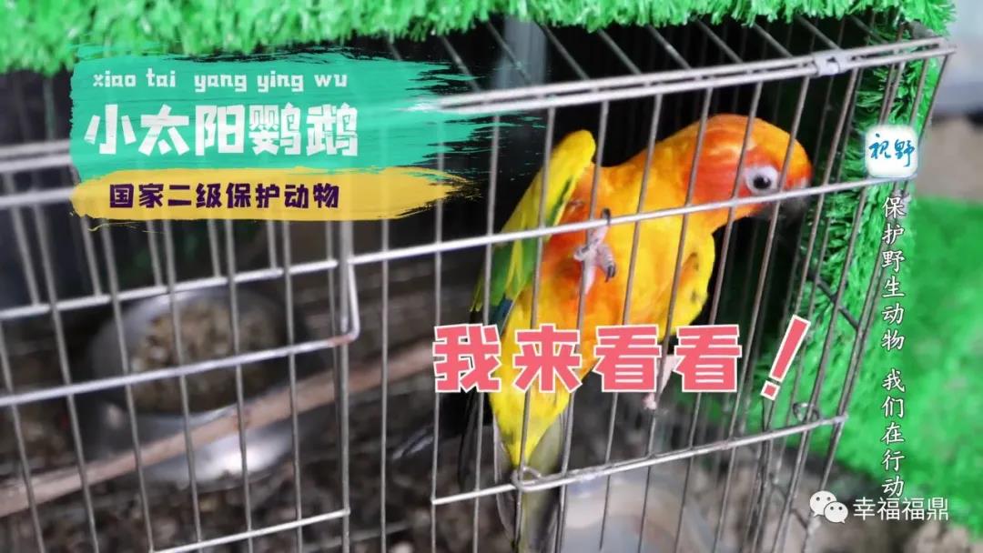 【視野】保護野生動物 ，我們在行動