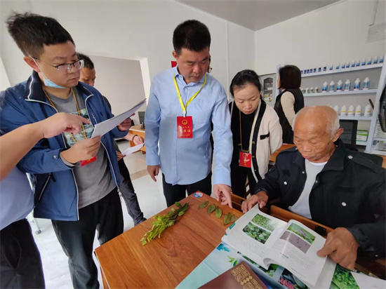 市人大調研組開展茶園不使用化學農藥全覆蓋調研