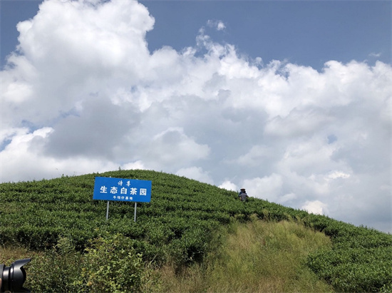 扎根青山茶園 筑夢振興之路