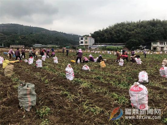 福鼎：爭農時 搶時節 秋冬農業生產掀熱潮