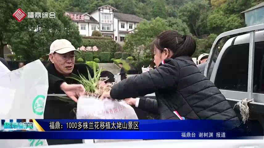 福鼎：1000多株蘭花移植太姥山景區