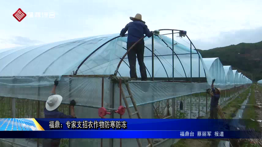 福鼎：專家支招農作物防寒防凍