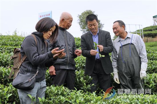 中國農業科學院農技專家赴點頭茶山指導生態茶園冬季封園管理