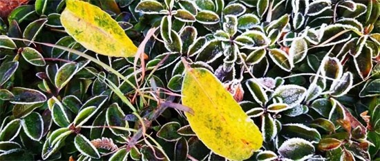 驚喜！福鼎這些地方“下雪”了？多圖來襲！